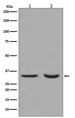 1 - Anti-active + pro Caspase 3 CASP3 Rabbit Monoclonal Antibody ABO14291