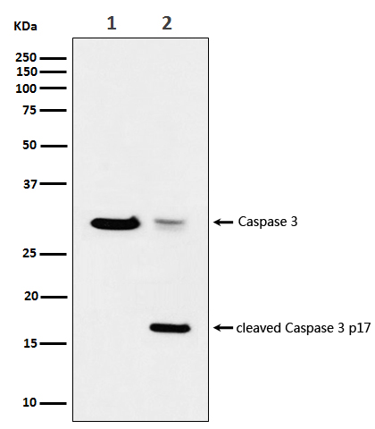 1 - Anti-active + pro Caspase 3 CASP3 Rabbit Monoclonal Antibody ABO14291