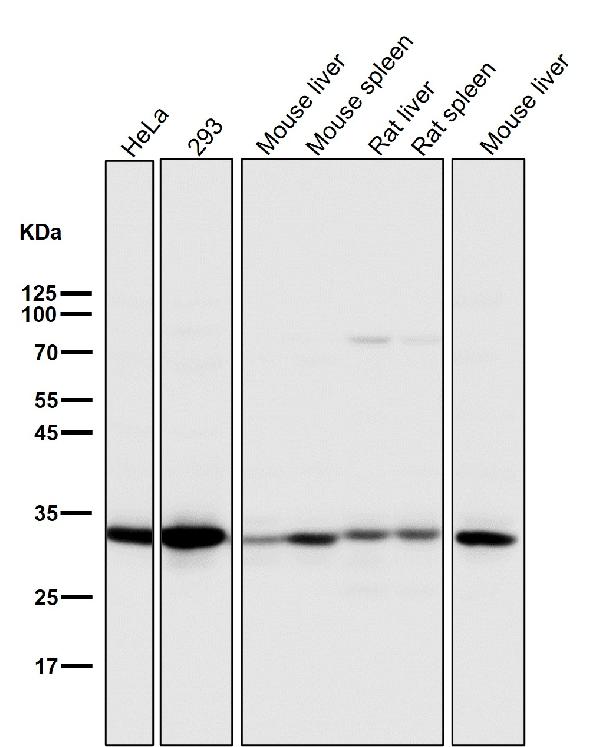 1 - Anti-active + pro Caspase 3 CASP3 Rabbit Monoclonal Antibody ABO14291