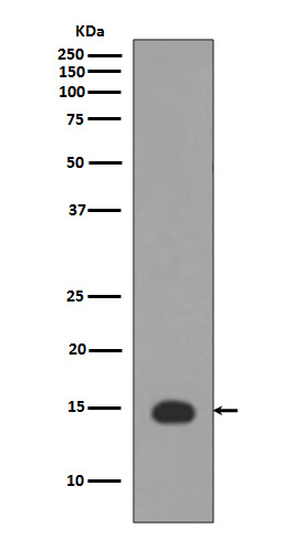 1 - Anti-Histone H3 (acetyl K4) HIST1H3A Rabbit Monoclonal Antibody ABO14292