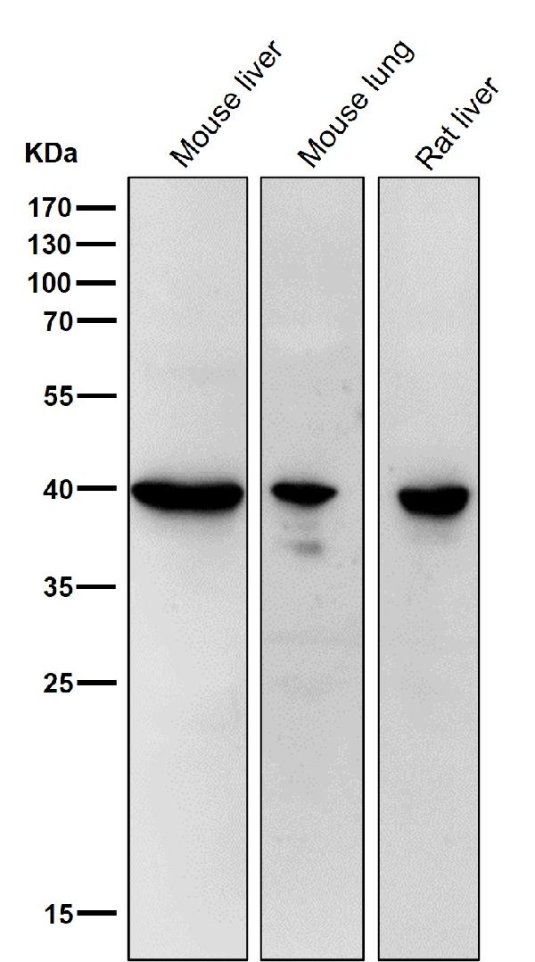 1 - Anti-67kDa Laminin Receptor RPSA Rabbit Monoclonal Antibody ABO14294