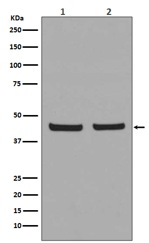 1 - Anti-PHD1/prolyl hydroxylase Rabbit Monoclonal Antibody ABO14295