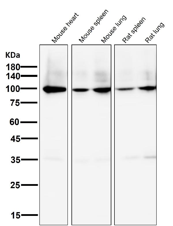 1 - Anti-Sodium Potassium ATPase ATP1A1 Rabbit Monoclonal Antibody ABO14296