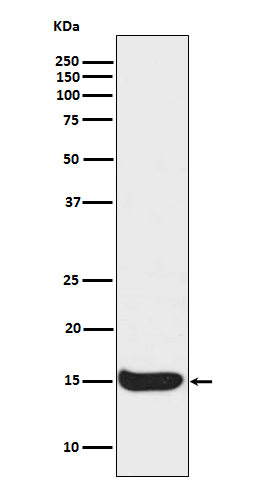 1 - Anti-Histone H3 (acetyl K56) HIST1H3A Rabbit Monoclonal Antibody ABO14298