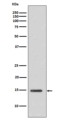 1 - Anti-Histone H3 (acetyl K14) HIST1H3A Rabbit Monoclonal Antibody ABO14299