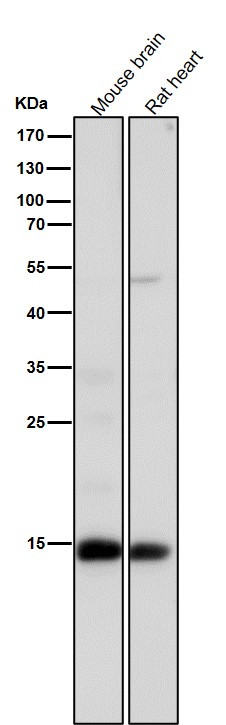 1 - Anti-Histone H3 (acetyl K14) HIST1H3A Rabbit Monoclonal Antibody ABO14299