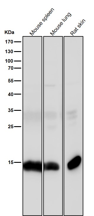 1 - Anti-Histone H3 (acetyl K14) HIST1H3A Rabbit Monoclonal Antibody ABO14299