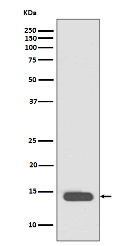 1 - Anti-Histone H2B (acetyl K20) HIST1H2BB Rabbit Monoclonal Antibody ABO14303