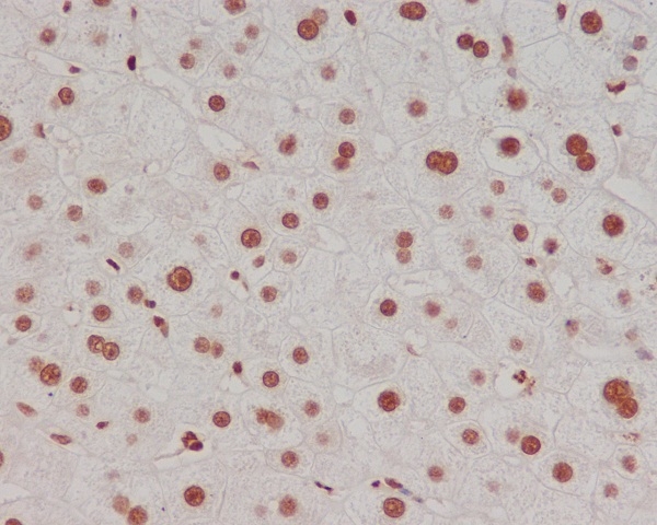 2 - Anti-Methyl-Histone H3 (di K4) HIST1H3A Rabbit Monoclonal Antibody ABO14306