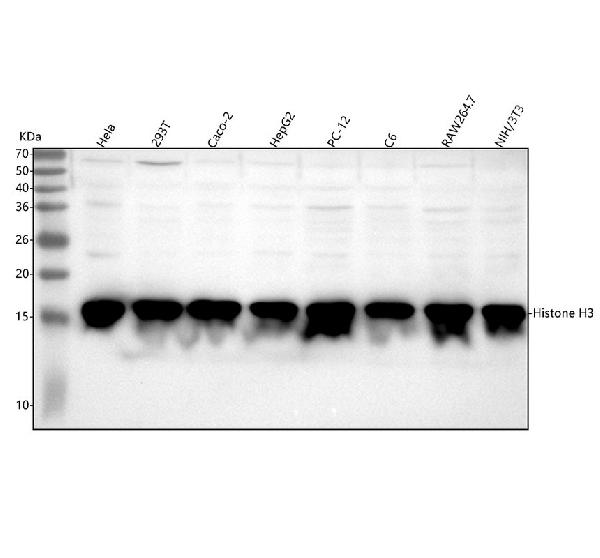 1 - Anti-Methyl-Histone H3 (di K4) HIST1H3A Rabbit Monoclonal Antibody ABO14306