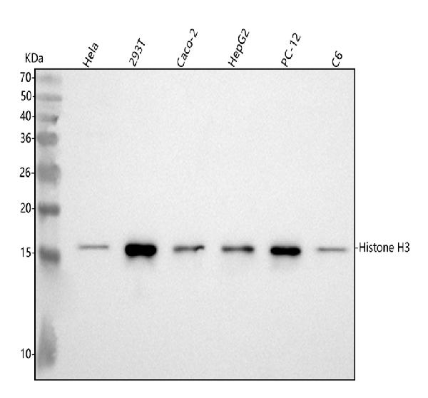 1 - Anti-Histone H3 (di methyl K9) HIST1H3A Rabbit Monoclonal Antibody ABO14309