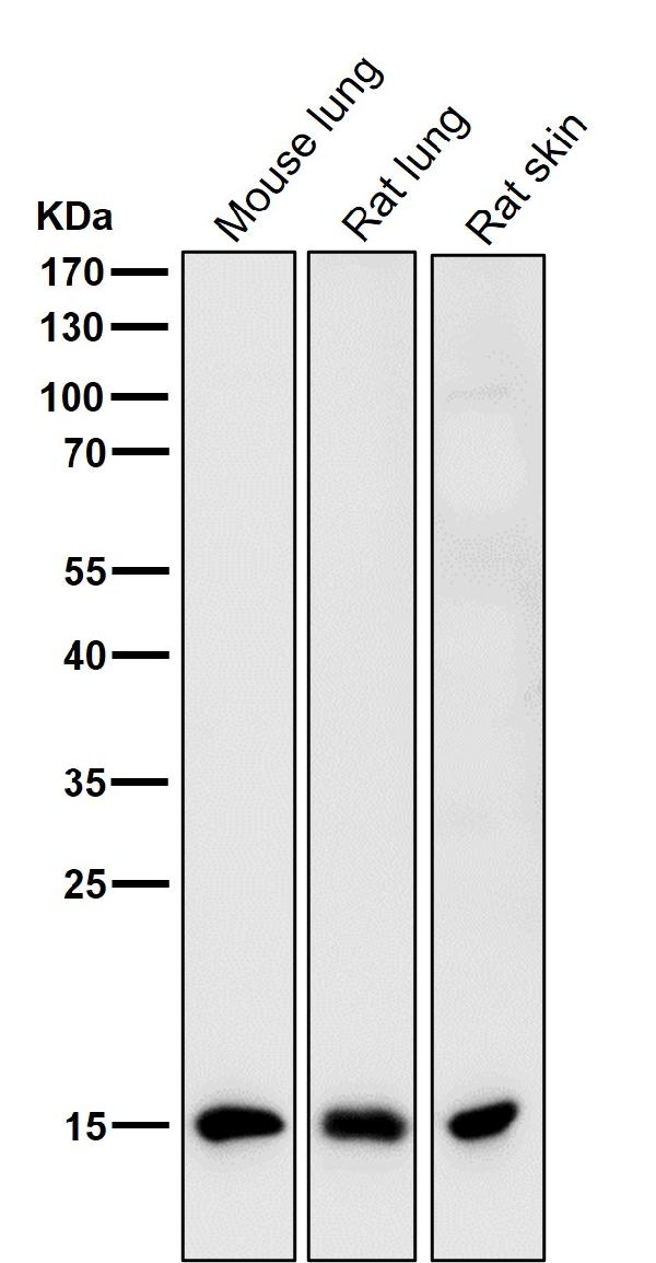 1 - Anti-Histone H3 (di methyl K9) HIST1H3A Rabbit Monoclonal Antibody ABO14309