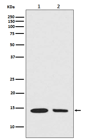 1 - Anti-Histone H2A (hydroxyl Y39) HIST1H2AB Rabbit Monoclonal Antibody ABO14311