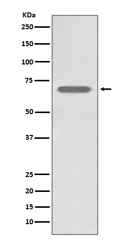 1 - Anti-beta 2 Adrenergic Receptor ADRB2 Rabbit Monoclonal Antibody ABO14312