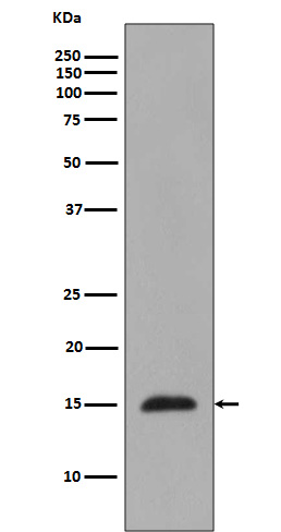 1 - Anti-Histone H3 (mono methyl R2) HIST1H3A Rabbit Monoclonal Antibody ABO14313