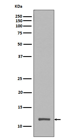 1 - Anti-Histone H4 (tri methyl K20) HIST1H4A Rabbit Monoclonal Antibody ABO14314