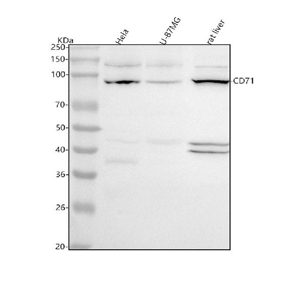 1 - Anti-Transferrin Receptor (CD71) TFRC Rabbit Monoclonal Antibody ABO14315