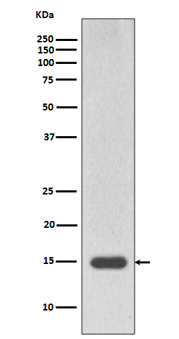 1 - Anti-Histone H3 (mono methyl R17) HIST1H3A Rabbit Monoclonal Antibody ABO14317