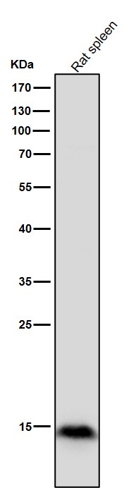 1 - Anti-Histone H3 (mono methyl R17) HIST1H3A Rabbit Monoclonal Antibody ABO14317