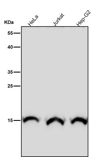 1 - Anti-Histone H3 (mono methyl R17) HIST1H3A Rabbit Monoclonal Antibody ABO14317