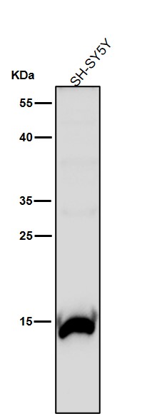 1 - Anti-Histone H3 (mono methyl R17) HIST1H3A Rabbit Monoclonal Antibody ABO14317