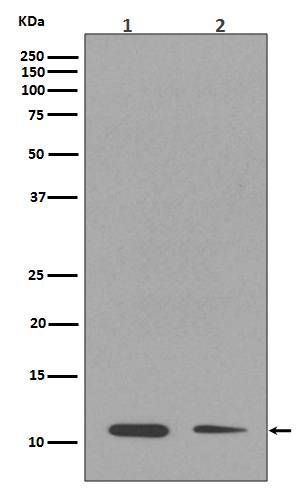 1 - Anti-Histone H4 (mono methyl K16) HIST1H4A Rabbit Monoclonal Antibody ABO14318