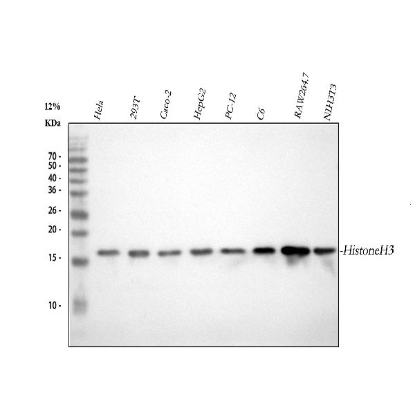 1 - Anti-Histone H3 (mono methyl K18) HIST1H3A Rabbit Monoclonal Antibody ABO14320