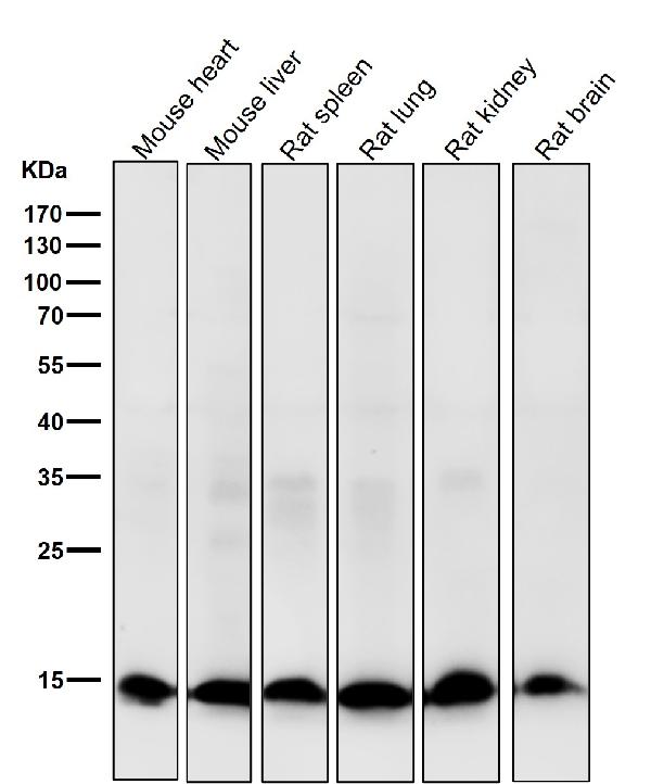 1 - Anti-Retinoic Acid Receptor alpha RARA Rabbit Monoclonal Antibody ABO14321