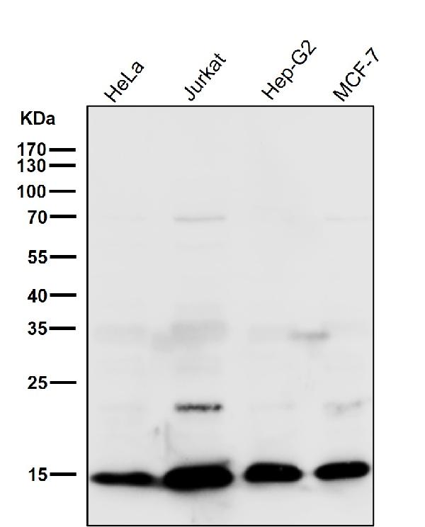 1 - Anti-Retinoic Acid Receptor alpha RARA Rabbit Monoclonal Antibody ABO14321