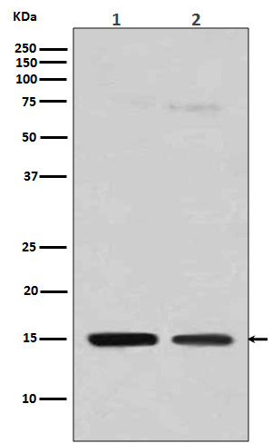 1 - Anti-Histone H3 (mono methyl R128) HIST1H3A Rabbit Monoclonal Antibody ABO14322