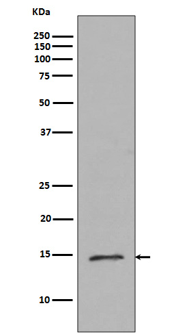 1 - Anti-Histone H2B (mono methyl R79) HIST2H2BE Rabbit Monoclonal Antibody ABO14323