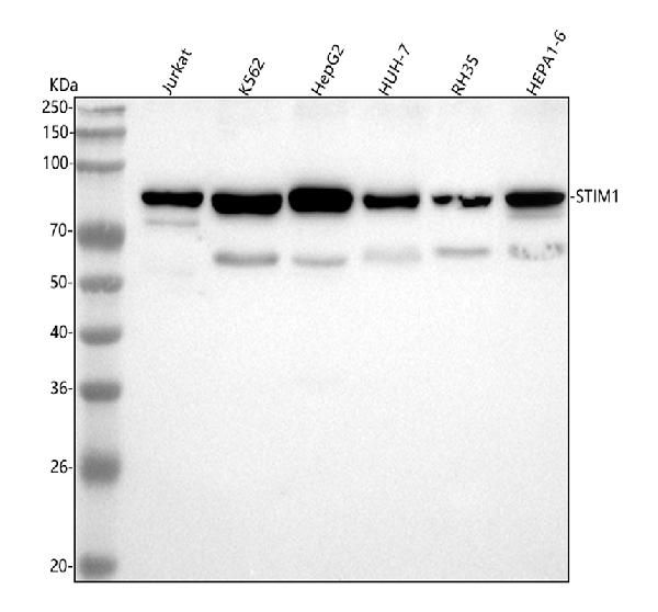 1 - Anti-Stromal interaction molecule 1 STIM1 Rabbit Monoclonal Antibody ABO14324