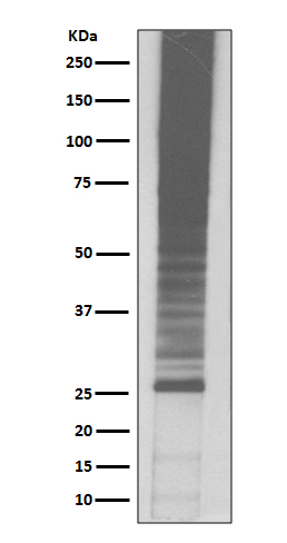 1 - Anti-K48-linkage Specific Ubiquitin UBB Rabbit Monoclonal Antibody ABO14325