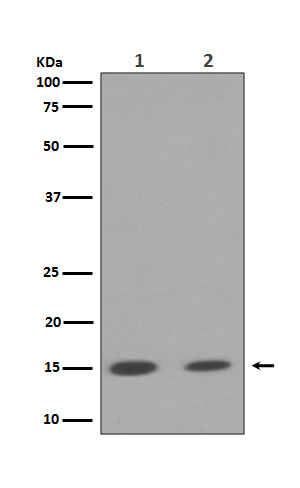 1 - Anti-Histone H3 (mono+di+tri methyl K79) HIST1H3A Rabbit Monoclonal Antibody ABO14328