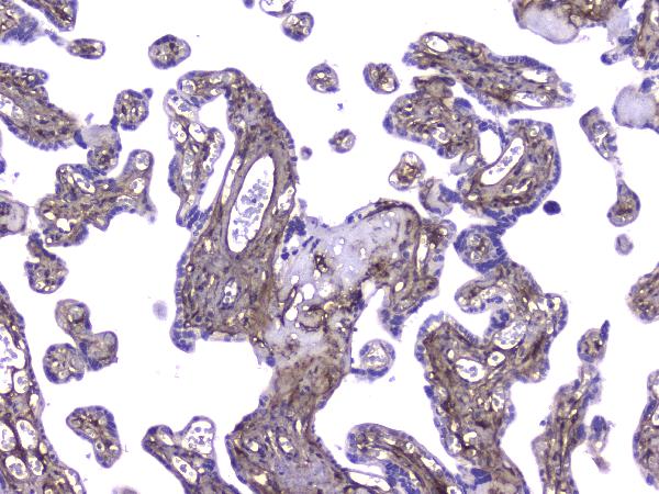 2 - Anti-Collagen IV COL4A1 Antibody Picoband™ (monoclonal, 3G3) ABO14330