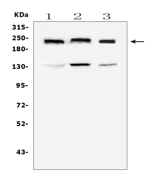 1 - Anti-Collagen IV COL4A1 Antibody Picoband™ (monoclonal, 3G3) ABO14330