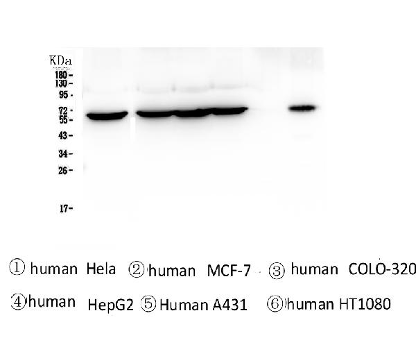 1 - Anti-TCP1 alpha Antibody Picoband™ (monoclonal, 2E7) ABO14331