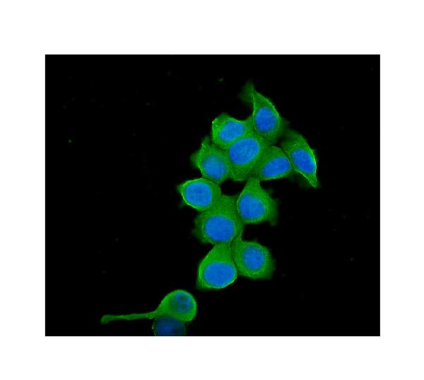 3 - Anti-TCP1 alpha Antibody Picoband™ (monoclonal, 2E7) ABO14331