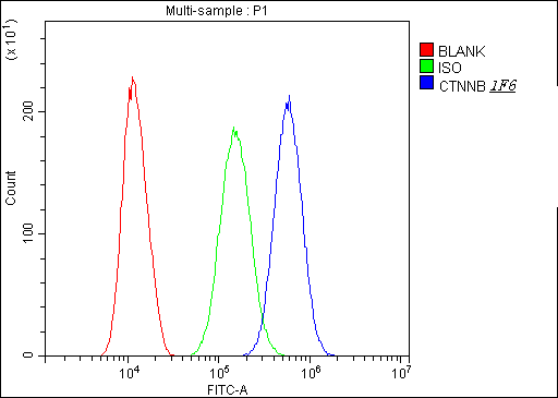 1 - Anti-beta Catenin CTNNB1 Antibody Picoband™ (monoclonal, 1F6) ABO14333