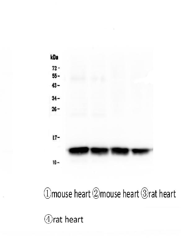 1 - Anti-Cardiac FABP Fabp3 Antibody Picoband™ (monoclonal, 6C4) ABO14334