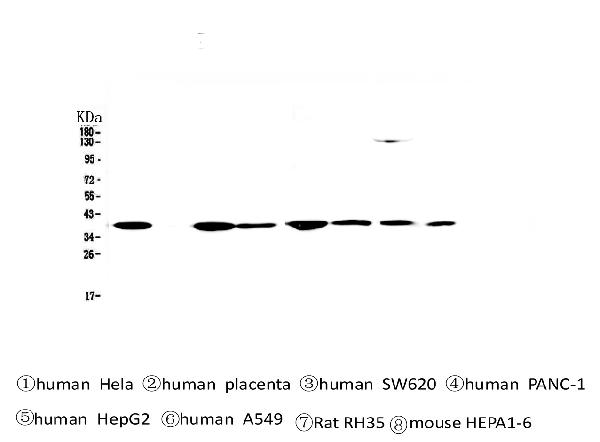 1 - Anti-SMN1/2 Antibody Picoband™ (monoclonal, 2B10) ABO14335