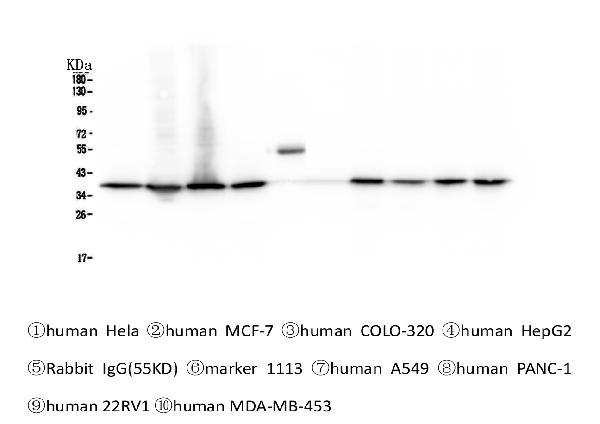 1 - Anti-APE1 APEX1 Antibody Picoband™ (monoclonal, 5C11) ABO14336