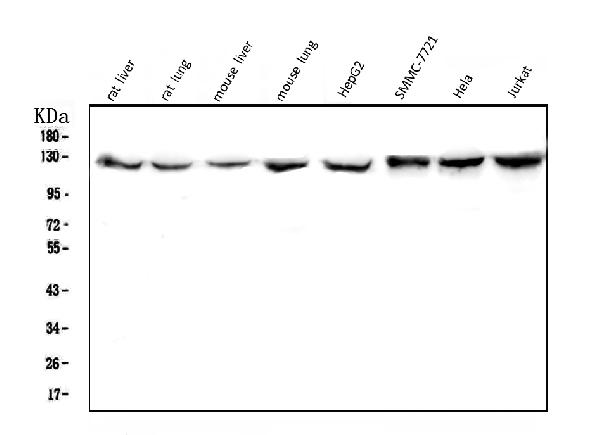 1 - Anti-CRM1 XPO1 Antibody Picoband™ (monoclonal, 5G3) ABO14339