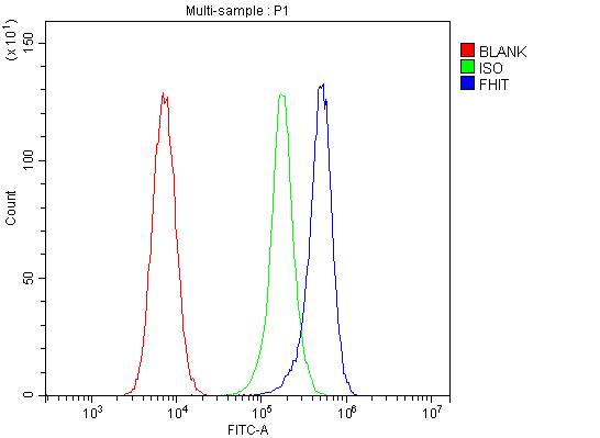 1 - Anti-FHIT Antibody Picoband™ (monoclonal, 26H7) ABO14340
