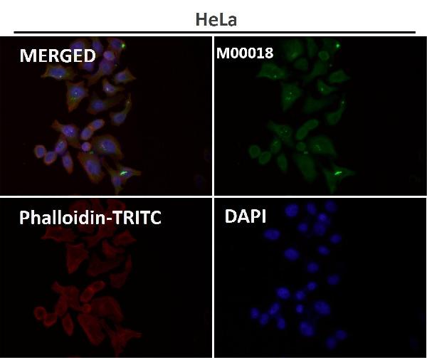 1 - Anti-SIRT1 Monoclonal Antibody ABO14348