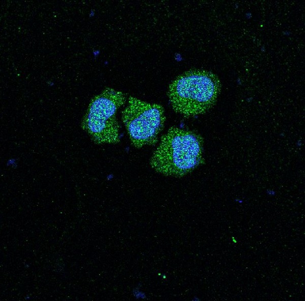 3 - Anti-SIRT1 Monoclonal Antibody ABO14348