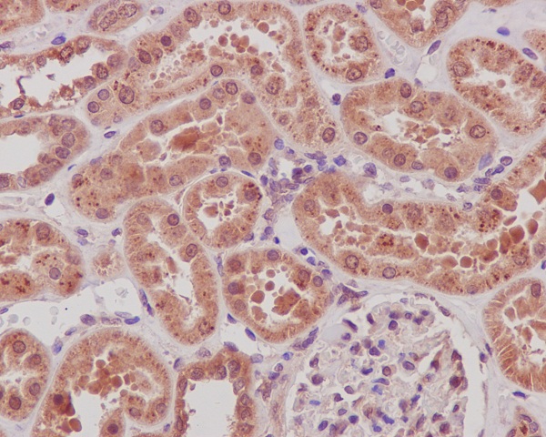 2 - Anti-SIRT1 Monoclonal Antibody ABO14348
