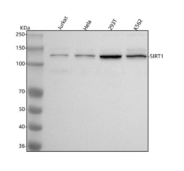 1 - Anti-SIRT1 Monoclonal Antibody ABO14348