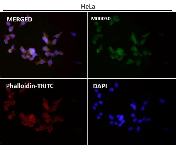 1 - Anti-ERK2 Monoclonal Antibody ABO14349