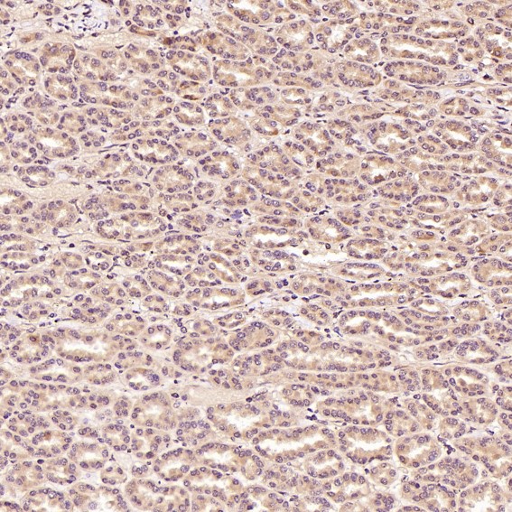 2 - Anti-ERK2 Monoclonal Antibody ABO14349